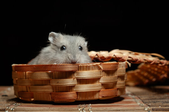 Hamster sitting in a small woven basket inside a dark room