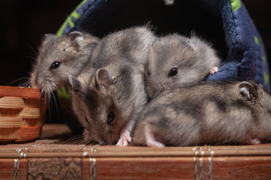 Three hamsters explore a cozy nest in a small woven basket at home