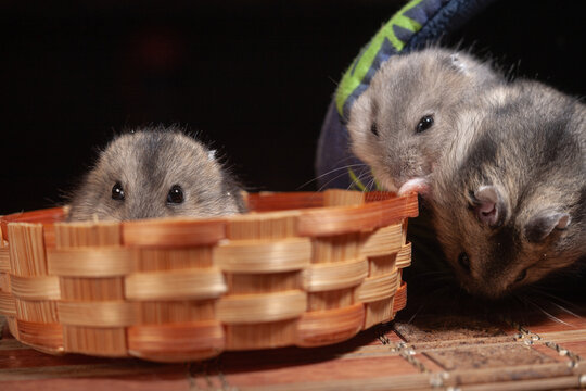 Three hamsters explore a cozy nest in a small woven basket at home