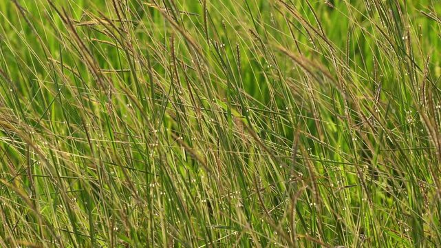 Green wild grass field swaying gently in the breeze with warm morning sun