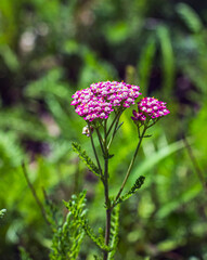 Pale pink flower clusters of Achillea millefolium Cerise Queen © Serge
