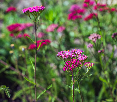 Pink Achillea millefolium Cerise Queen flowering in summer garden