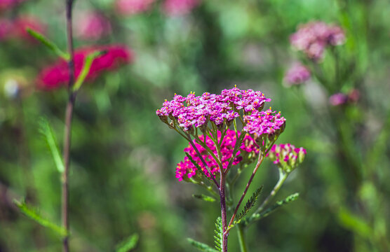 Close view of pink Cerise Queen yarrow flower cluster
