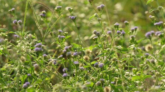 Small purple wildflowers and wild plants blooming in field with soft sunlight