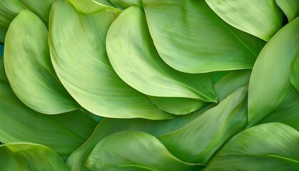 Obraz premium Abstract Soft Fabric Green Lotus Leaves Background