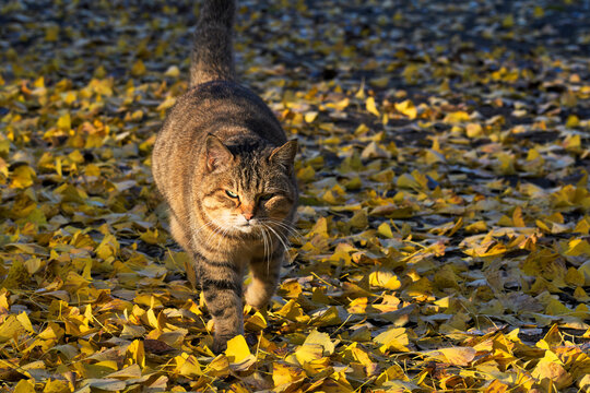 Peaceful Japanese tabby cat walking through golden ginkgo leaves in autumn