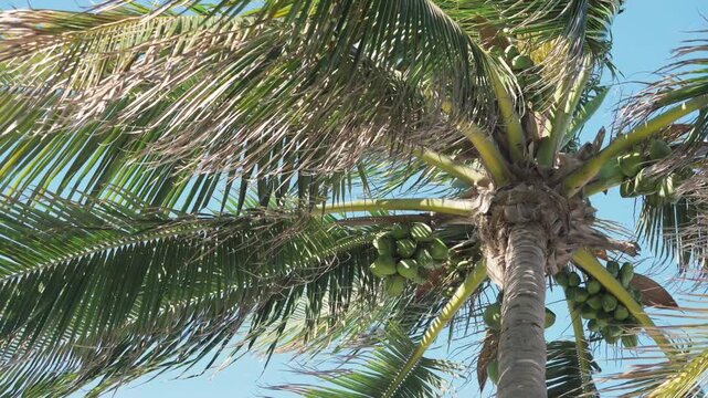 palm tree with coconuts swaying in the wind