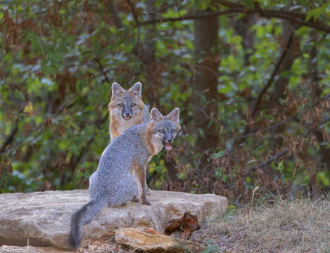 Two gray foxes alert on a rocky limestone ledge in autumn forest.