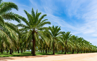 Fototapeta premium Palm oil plantation growing up with blue sky background.