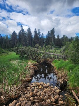 Vertical prospective showing a peaceful stream lined with river boulders and tall marsh grasses flowing toward a fallen evergreen tree against a backdrop of dense boreal forest along the Hickey Lake 