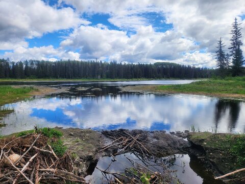 Wide-angle horizontal landscape featuring a glass-like lake reflecting vibrant blue sky and clouds, bordered by dense pine forest and a beaver dam in the foreground along the Hickey Lake Hiking Trail 