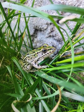 Macro close-up profile shot of a green and black spotted Northern Leopard Frog nestled in bright green grass blades against a concrete stone background.