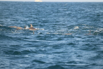 Fototapeta premium Indo-Pacific bottlenose dolphin (Tursiops aduncus) is a species of bottlenose dolphin. This photo was taken in Amakusa, Japan.