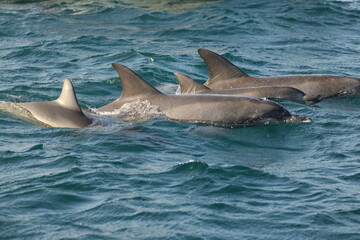 Naklejka premium Indo-Pacific bottlenose dolphin (Tursiops aduncus) is a species of bottlenose dolphin. This photo was taken in Amakusa, Japan.