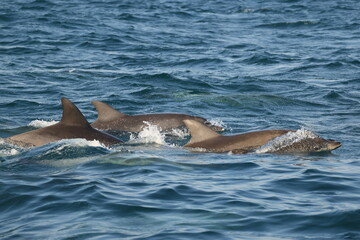 Fototapeta premium Indo-Pacific bottlenose dolphin (Tursiops aduncus) is a species of bottlenose dolphin. This photo was taken in Amakusa, Japan.
