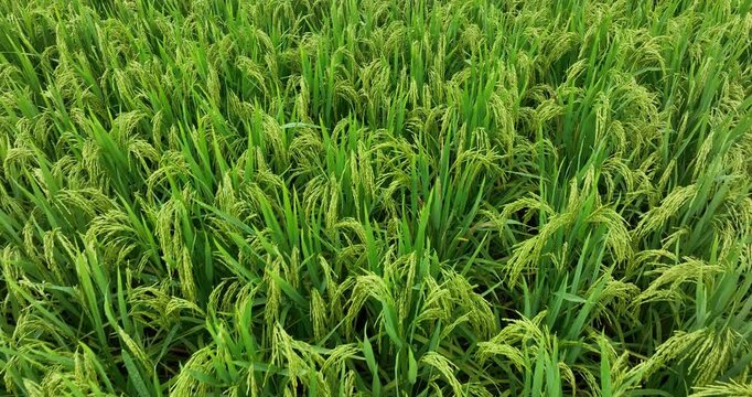 Aerial view of rice plants growing at field