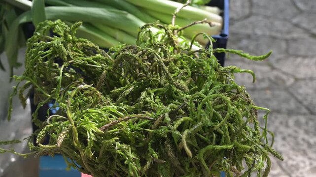 Fresh wild asparagus for sale at a local food market. Bundle of green wild asparagus displayed on a market stall.