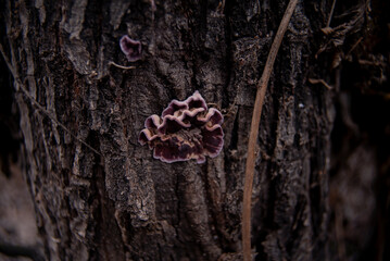 hongo Chondrostereum purpureum en corteza de árbol © Juan Manuel