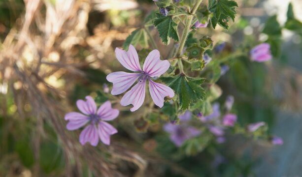 Wild mallow - Althaea officinalis, Malva sylvestris, Mallow plant with lilac pink flowers