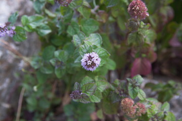 Flowers of Mentha aquatica,  water mint  syn. Mentha hirsuta Huds., is a perennial flowering plant in the mint family, Lamiaceae © Dana