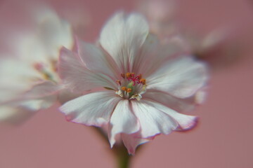 Fototapeta premium Geranium Zonal 