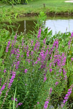 Japanese loosestrife ( Lythrum anceps ) flowers. Lythraceae perennial. It grows in wetlands and produces reddish-purple flowers in the summer.