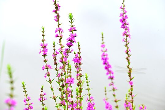 Japanese loosestrife ( Lythrum anceps ) flowers. Lythraceae perennial. It grows in wetlands and produces reddish-purple flowers in the summer.