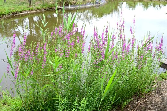 Japanese loosestrife ( Lythrum anceps ) flowers. Lythraceae perennial. It grows in wetlands and produces reddish-purple flowers in the summer.