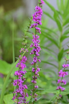 Japanese loosestrife ( Lythrum anceps ) flowers. Lythraceae perennial. It grows in wetlands and produces reddish-purple flowers in the summer.