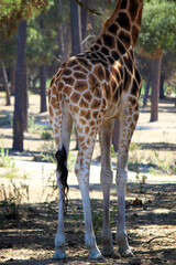 Back View Close-Up of Giraffe Legs and Tail Showing Spot Pattern in Forest - Wildlife Photography at Badoca Safari Park Portugal © monkeybusiness.pt