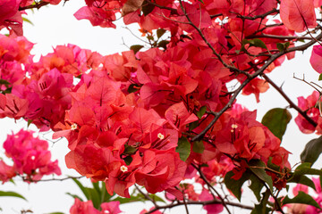 Fototapeta premium Bright Pink Bougainvillea Flowers on a Branch, Vibrant Pink Bougainvillea Blooming in a Tropical Garden, Bougainvillea Flower Background