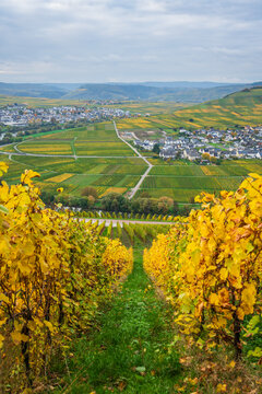 Moselle valley vineyards seen from the alley