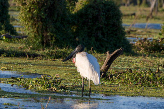 Yabir&uacute; en el Ba&ntilde;ado la estrella, formosa.