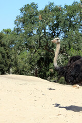 Profile Portrait of Male Ostrich with Open Beak and Neck Upright on Sandy Ground - Wildlife Photography at Badoca Safari Park Portugal © monkeybusiness.pt
