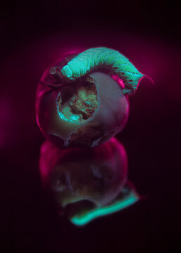 Tomato Hornworm Caterpillar Fluorescing Under UV Light on Damaged Tomato