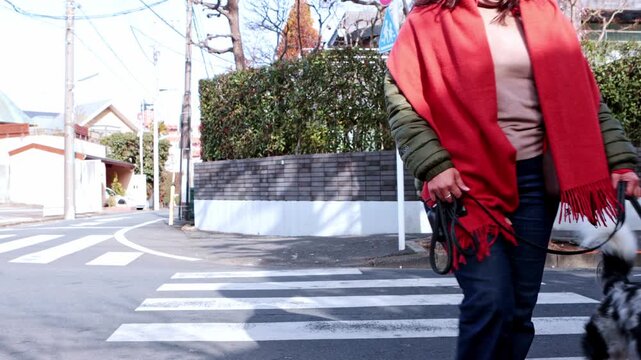 Woman walking her happy border collie dog in Japan across a crosswalk