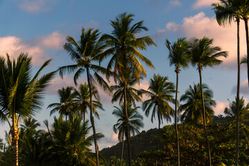 Fototapeta premium A striking visual journey through Serra Grande, Bahia, Brazil, featuring a tropical palm tree silhouetted against golden sunset light and a kitesurfer soaring above the waves along the coastline. The 