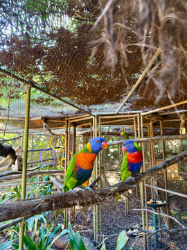 Pair of rainbow lorikeets perched in Australian sanctuary