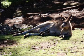 Kangaroo mother and baby joey resting together © Alejandro