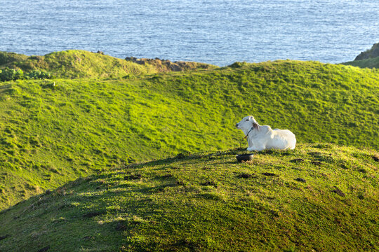 Philippine Cow Resting on the Hills during Sunset