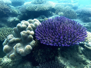 Colorful coral reef with purple coral underwater in Queensland © Alejandro