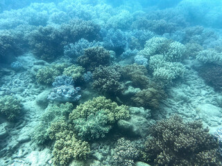 Underwater coral reef landscape on the Great Barrier Reef © Alejandro