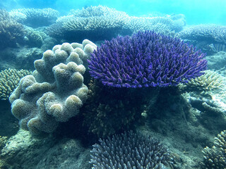 Healthy purple coral colony on the Great Barrier Reef © Alejandro