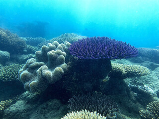 Purple coral formation surrounded by tropical reef in Australia © Alejandro