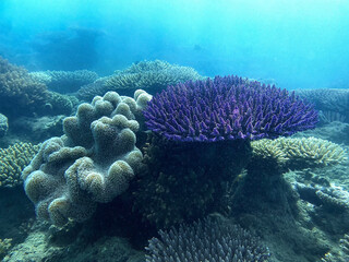 Underwater view of purple coral on the Great Barrier Reef © Alejandro
