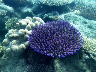 Vibrant purple coral colony underwater on the Great Barrier Reef © Alejandro