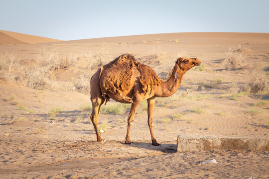 A dromedary Arabian camel, an arabian camel; stands in the Maranjab Desert near Kashan, Iran, looking to the camera at dusk, with sand behind, illustrating desert wildlife and nomadic culture.
