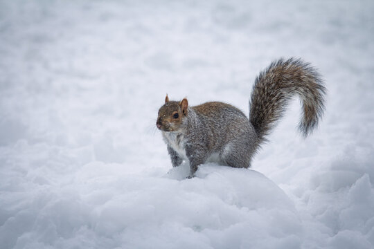 Eastern Gray Squirrel, Sciurus carolinensis, stands in deep white snow in Montreal, Canada, Quebec, with gray fur, raised tail and urban wildlife behavior visible during winter in America.