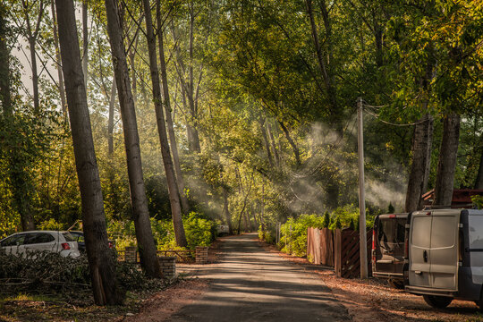 Golden sunbeams cut through lingering smoke and dense green trees along a quiet paved road, with parked vehicles and rustic fences creating an atmospheric woodland scene in warm evening light.