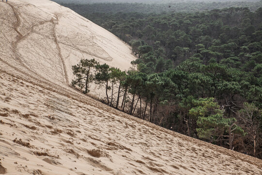 Sandy slope of the Dune du Pilat beside the dense pine forest of Landes de Gascogne near Arcachon, France, Pilat, or Pyla Dune is the biggest sand dune in Europe, in Arcachon Bay, in Aquitaine.